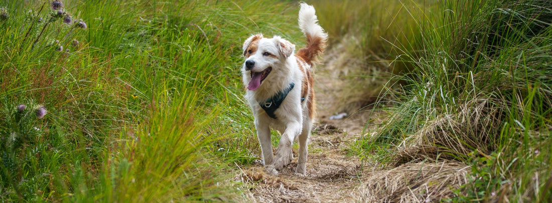 Pourquoi hydrater votre chien pendant les promenades est essentiel – et comment le faire correctement